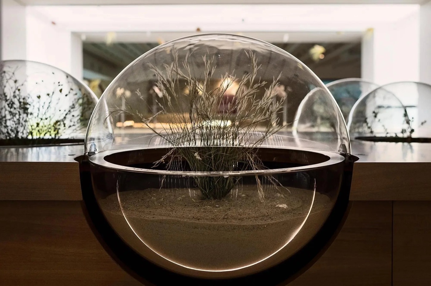 Clear dome display with desert grass growing in sand, Al Shaheed Park Museums, Kuwait
